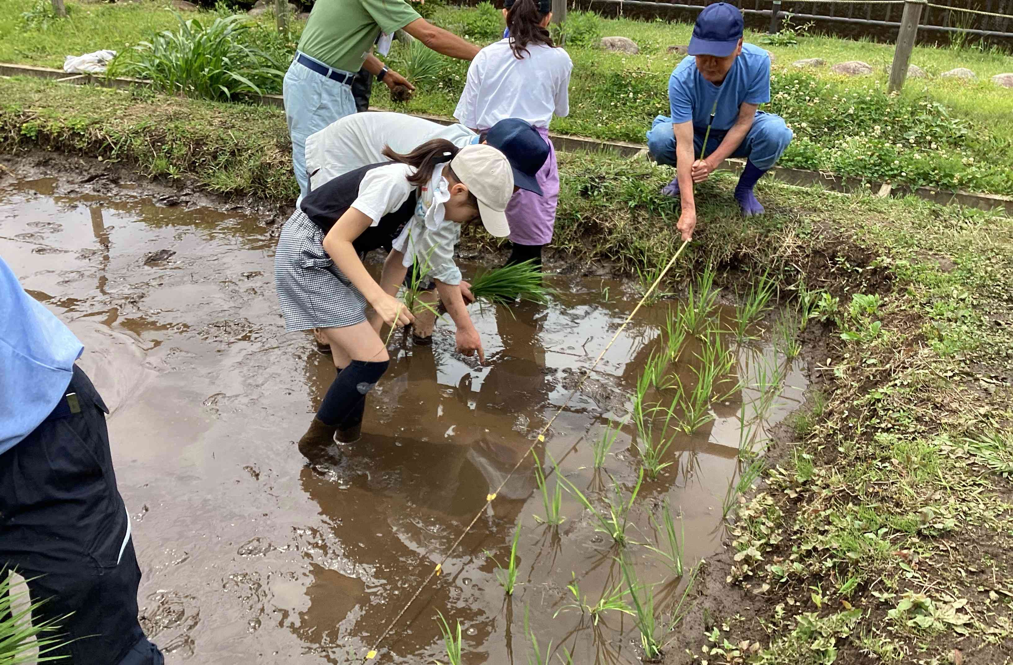 田植え